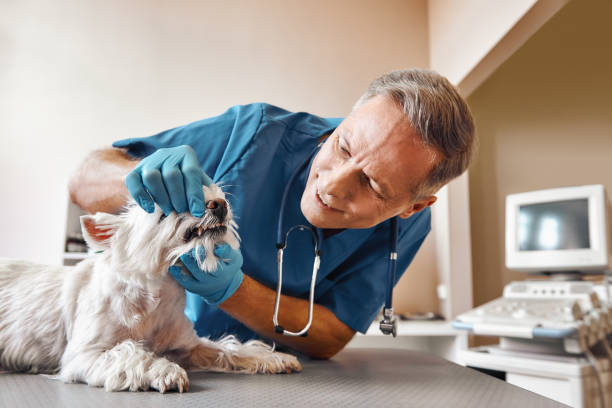 Best Dental Abscess Treatment in Dexter, NM